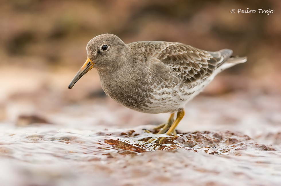 Correlimos oscuro (Calidris maritima)